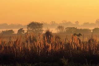 Medio ambiente. ¿Sabés qué son los humedales y por qué hay que protegerlos?