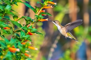 Nueve plantas irresistibles para los colibríes que podés tener en tu jardín