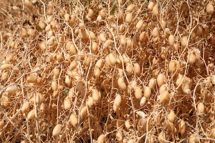 En la región, señalan los productores, el cultivo se inició hace más de 20 años