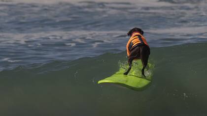 Un perro surfea la ola de espaldas. A California llegaron animales de todo Estados Unidos