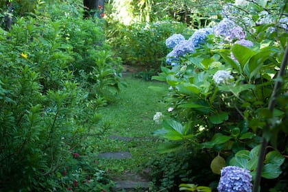Hydrangea sp. u hortensia, es una de las plantas que se sugieren para ambientar jardines pequeños.