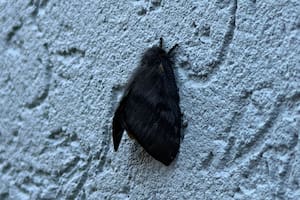 Alarma en la zona norte de Buenos Aires por la aparición de polillas negras