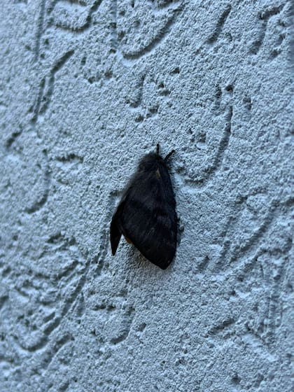 Hylesia nigricansa, la polilla que da alergia y afecta a los vecinos de la provincia de Buenos Aires