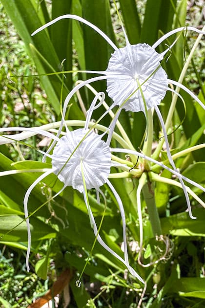 Hymenocallis littoralis, conocido como lirio araña, es originario de México y Guatemala y pertenece a la familia de las Amarilidáceas.