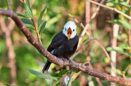 Iberá es un paraíso para la observación de aves