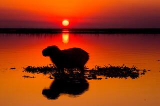 Esteros del Iberá: el acceso menos conocido y la particularidad de los lugareños