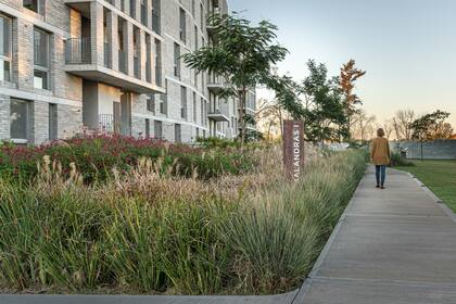 Ibirá pita aportando verticalidad, macizos de Salvia involucrata, Miscanthus sinensis ‘Variegata’ y Paspalum exaltatum en primera línea.