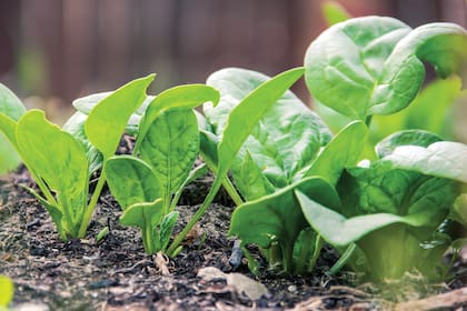 Ideal para macetas, canteros y balcones soleados: productividad máxima en espacio mínimo