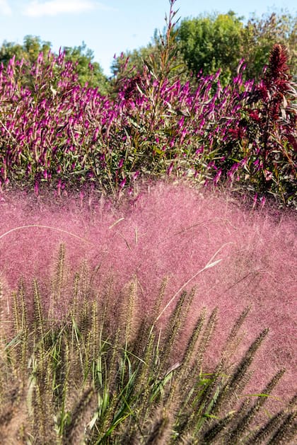Idear composiciones cromáticas en la asociación vegetal siempre es un buen inicio para la concreción de un diseño; en este caso, en una paleta de rosados a morados gracias a Pennisetum alopecuroides 'Moudry', Muhlenbergia capillaris y Celosia argentea var. Spicata