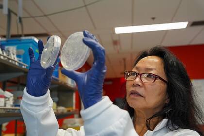 Identificada la bacteria causante del SSWD, los científicos pueden estudiar los factores desencadenan la enfermedad y cuáles podrían favorecer la inmunidad en algunas poblaciones