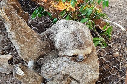 Un perezoso, una de las especies del lugar