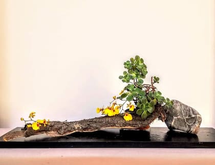 Ikebana no Palácio Libertad