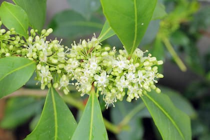 Ilex_paraguariensis, una planta que proporciona alimento para aves nativas, incluso en invierno