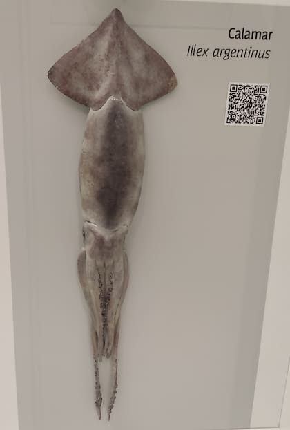 Illex argentinus disecado en el Museo Nacional de Historia Natural de Uruguay