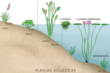Ilustración de cómo se dividen las plantas en el estanque