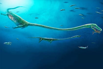 Ilustración de cómo se vería el Dinocephalosaurus orientalis. Foto: Dinghua Yang/Universidad de Bristol