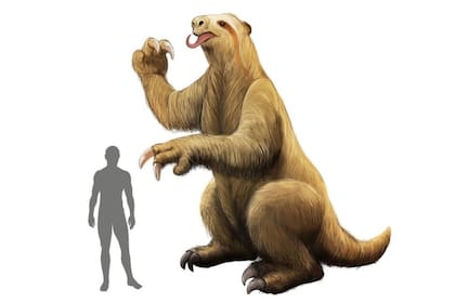 Hesketh Prichard, corresponsal del Daily Express de Londres, recorrió la región en busca de evidencia de la existencia del milodón, con resultado adverso