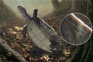 Ilustración de la tortuga Podocnemis tatacoensis (Foto:Juan Giraldo)