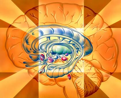 Ilustración de las estructuras anatómicas del sistema límbico del cerebro