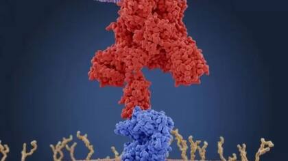 Ilustración de las proteínas de unión al coronavirus (rojas) que se conectan a los receptores en la célula humana diana (azul) — para los coronavirus, estos receptores son del tipo de enzima convertidora de angiotensina 2 (ACE2)