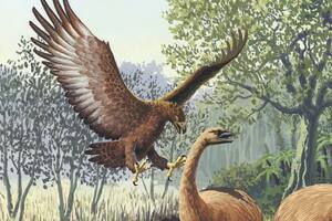 El águila gigante que se extinguió con la llegada de los maoríes a Nueva Zelanda