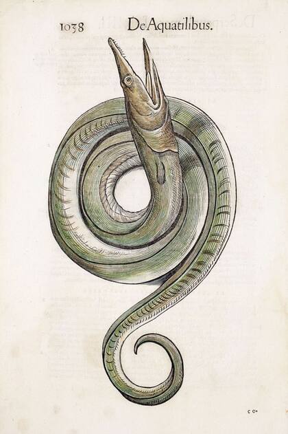 Ilustración de una anguila de la primera edición de "Historiae Animalium" de Conrad Gesner de 1568, la primera enciclopedia de animales