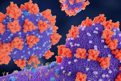 Ilustración de una espícula viral (rojo) de covid-19 acoplándose a los receptores (azul) de una célula humana