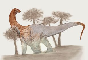 Ilustración del dinosaurio gigante Chucarosaurus diripienda
