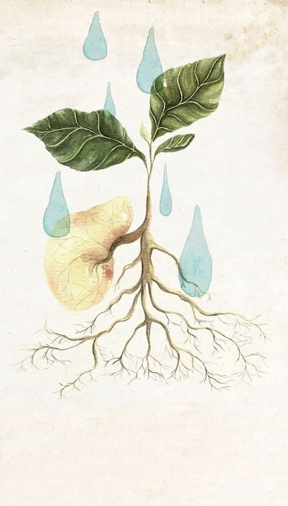 Ilustración: María Elina Méndez