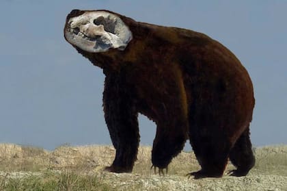 Ilustración que muestra el cráneo en el cuerpo del oso