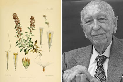 Ilustraciones de Gamochaeta spicatum (izquierda); una planta que pertenece a la familia de las asteráceas y es una especie nativa de las tantas descriptas por Ángel Cabrera (derecha), otro gran investigador de la flora local.