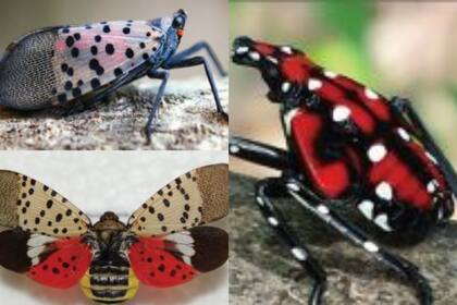 Imagen 1: un adulto de la mosca linterna con manchas, descansando sobre un
árbol de cielo (foto arriba) y una mosca con las alas extendidas (foto abajo); Imagen 2: una mosca linterna con manchas inmadura