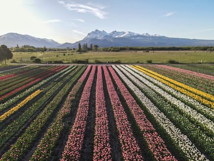 Imagen aérea del campo de tulipanes.