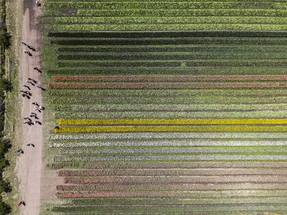 Imagen aérea del campo de tulipanes. En un campo de tres hectáreas tienen alrededor de un millón ochocientos mil bulbos de casi 30 variedades.