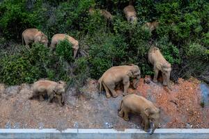 Video: continúa la excursión de la manda de elefantes caminando por China
