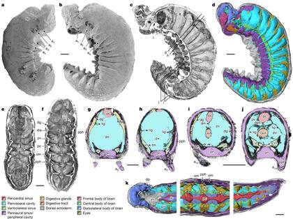 Imagen de la investigación Organ systems of a Cambrian euarthropod larva