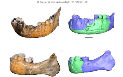Imagen de la mandíbula de Skhul I.