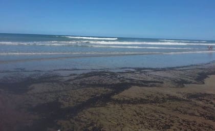Imagen de la playa " invadida " por los insectos
