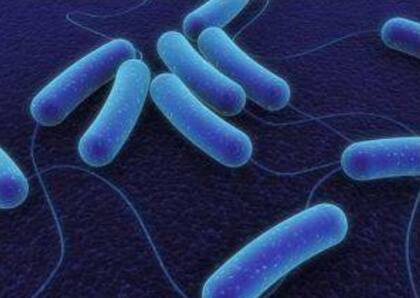 Imagen de la Ralstonia pickettii