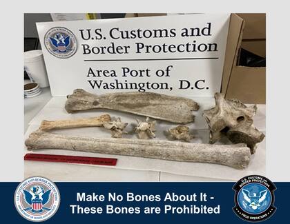 Imagen de los huesos que fueron asegurados en el Aeropuerto Washington Dulles