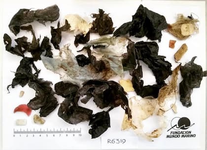 El plástico que defecó la tortuga