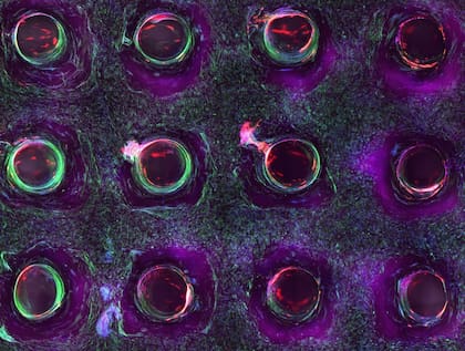 Imagen de microscopio de tejido vascularizado creado con una bioimpresora con células madre para desarrollar tejido óseo
