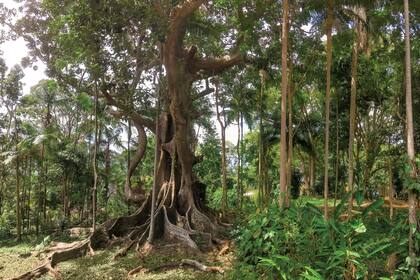 El ficus de 500 años se erige como una presencia mítica que protege el lugar y le dio su nombre a la cabaña.
