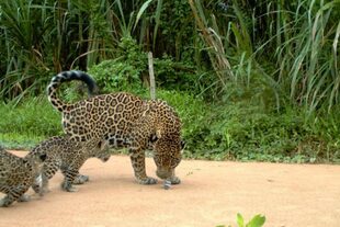 Imagen de una cámara trampa en Madidi. El jaguar enfrenta no solo la amenaza del tráfico, sino de la pérdida de hábitat y los conflictos con ganaderos