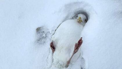 Imagen de una de las gaviotas que quedaron atrapadas en el hielo