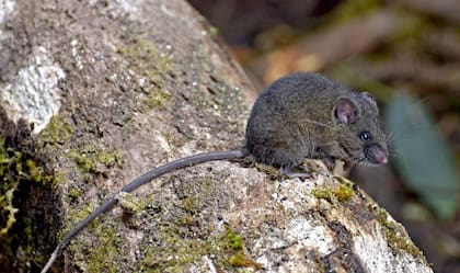 Imagen de Vertebrate Zoology