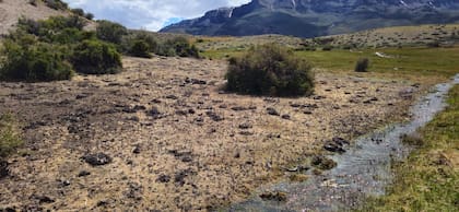 Imagen del campo El Correntoso, en Santa Cruz, arrasado por la tucura sapo