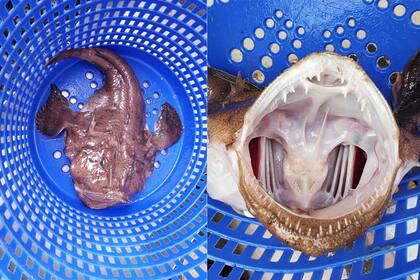 Imagen del pez rape, uno de los animales más feos del planeta