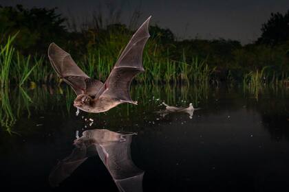 Imagen ganadora: Un sorbo, Parque Nacional Gorongosa, Mozambique. Autor: Piotr Naskrecki Cambridge, Estados Unidos