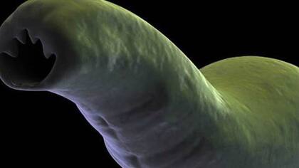 Imagen microscópica de un parásito (archivo)